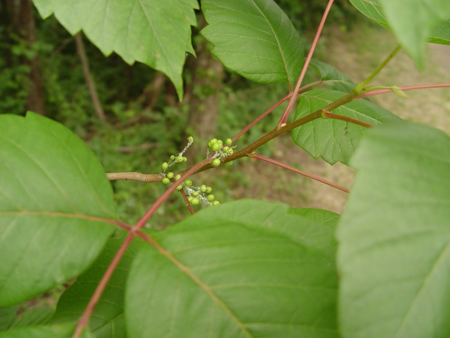 Ядовитые цветы лопухи