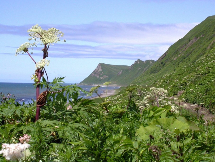 Ядовитые растения Сахалина