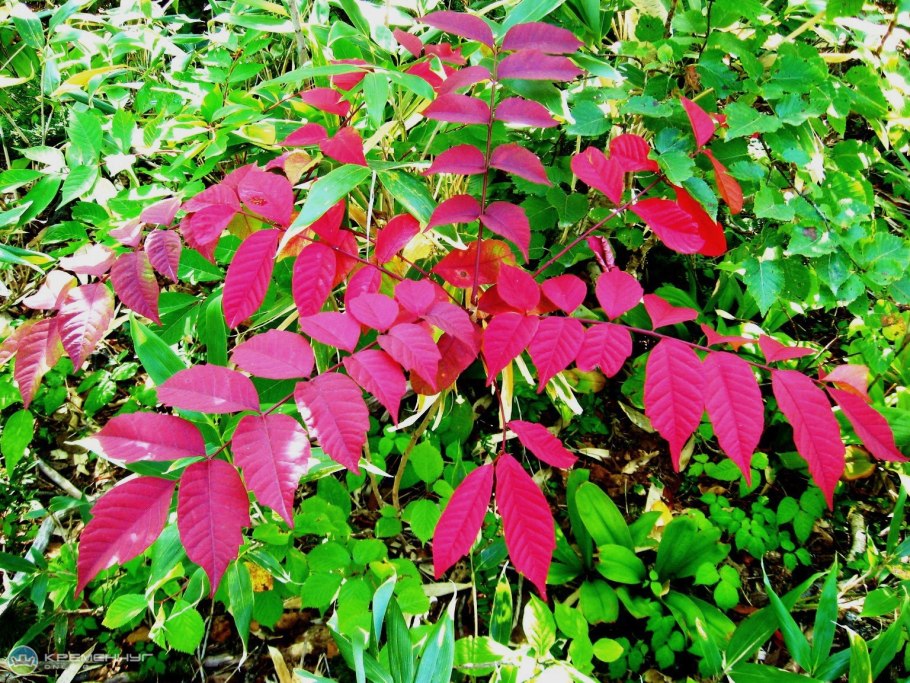 Ипритка курильская