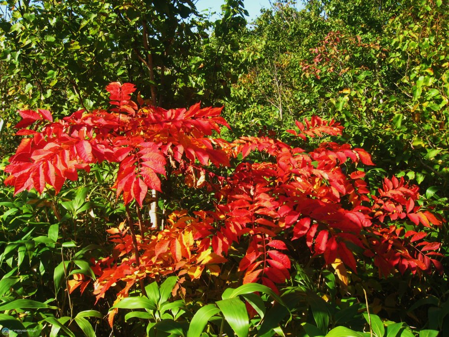 Сумах пушистый оленерогий уксусное дерево