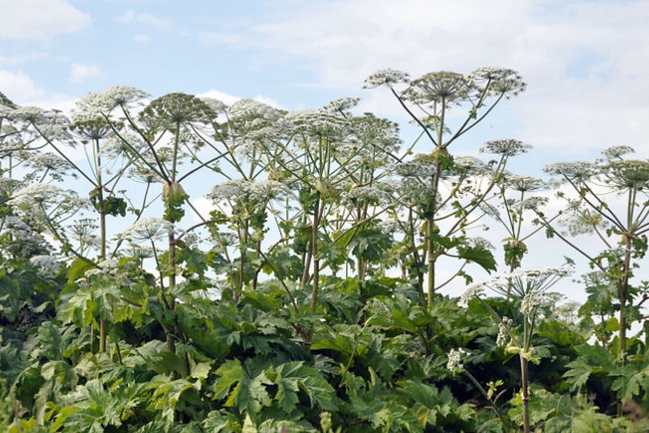 Ипритка курильская