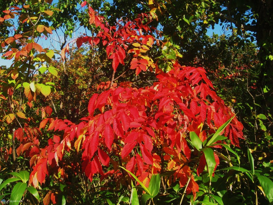 Токсикодендрон укореняющийся