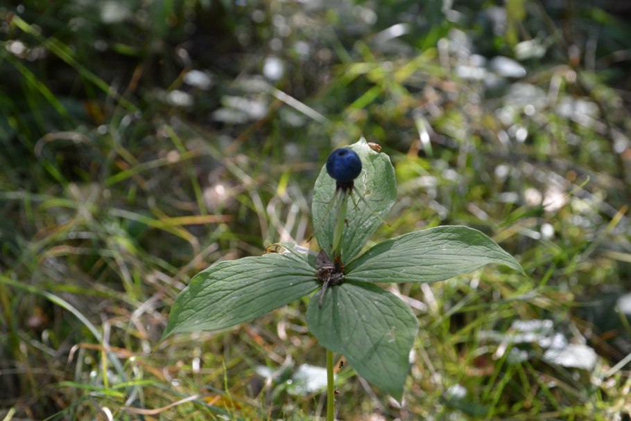 Вороний глаз ядовитое растение