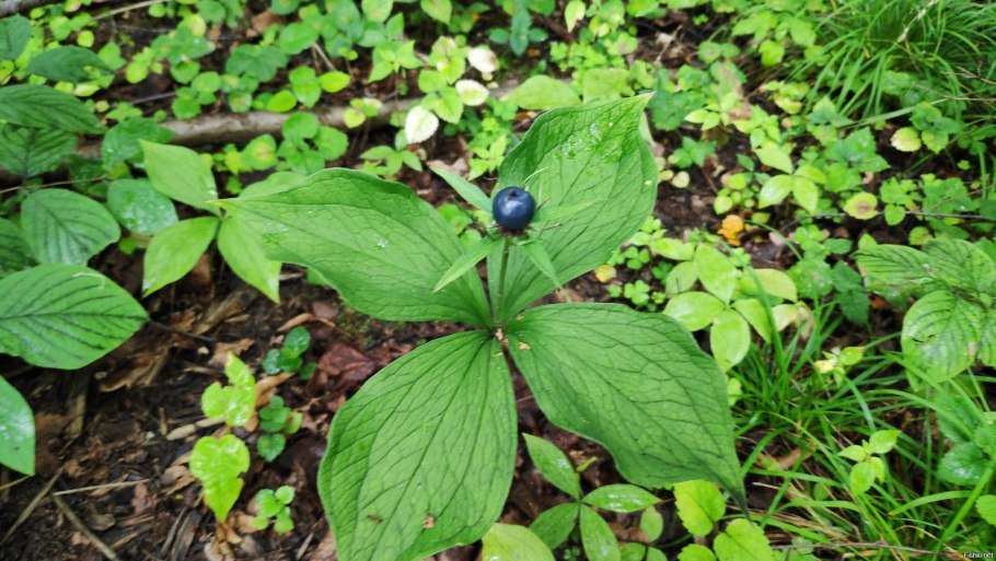 Борщевик Сосновского ожоги