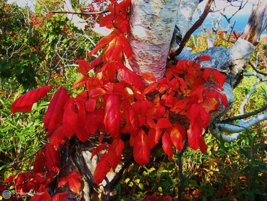 Лекарственные растения для памяти