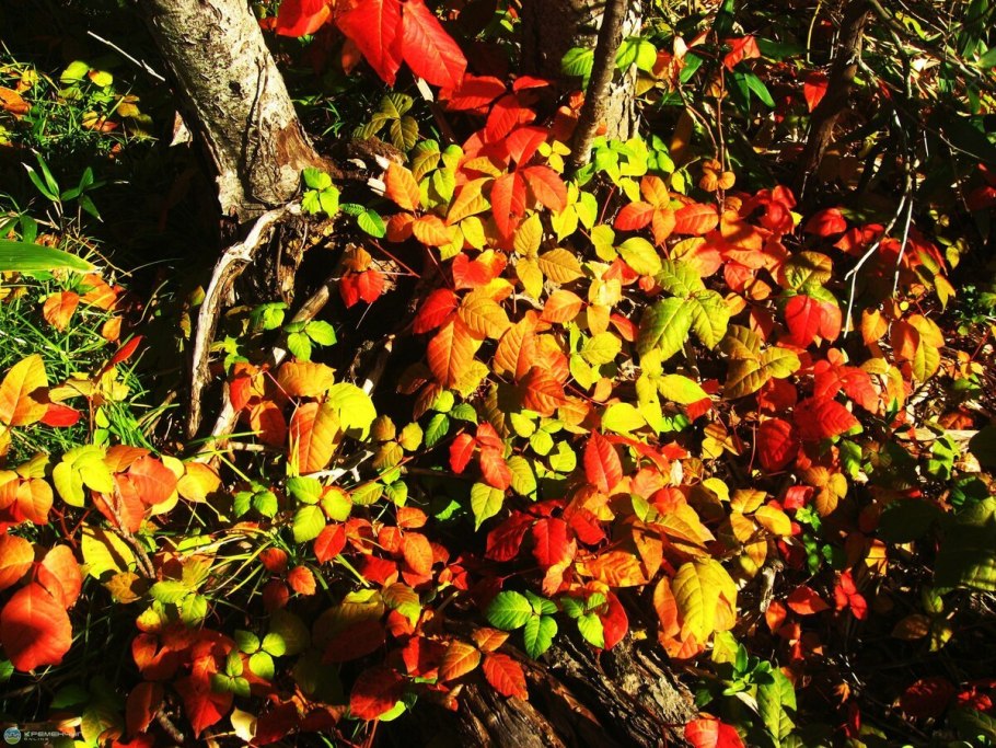 Борщевик ядовитое растение описание 3 класс