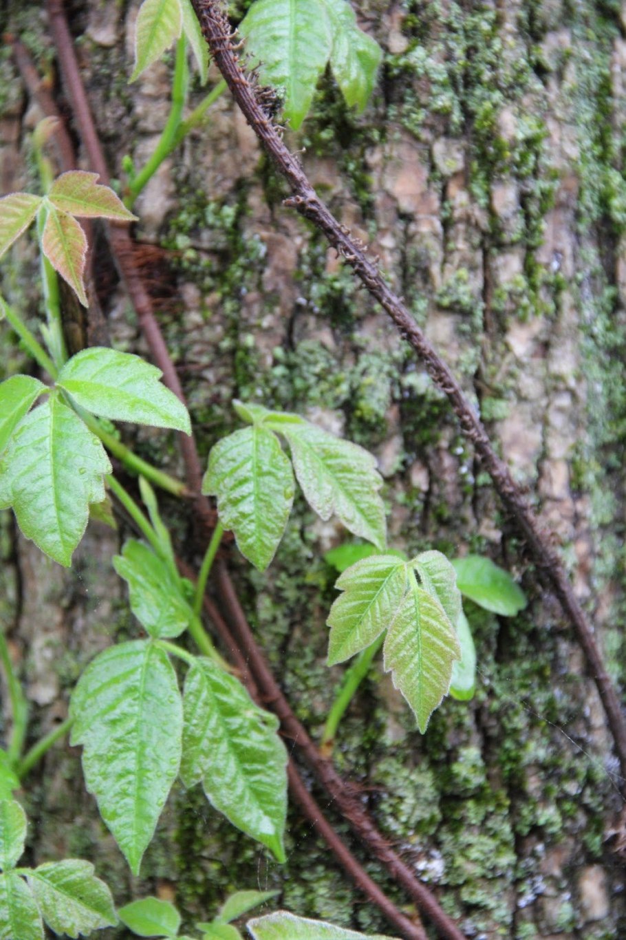 Хорст Альтманн ядовитые