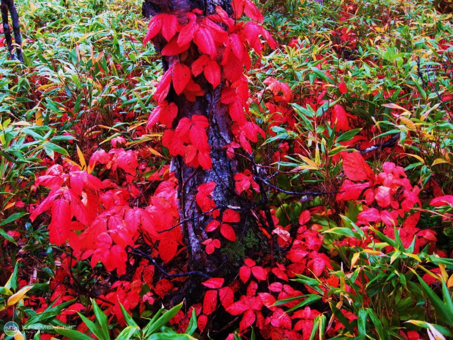 Борщевик ядовитое растение и человек