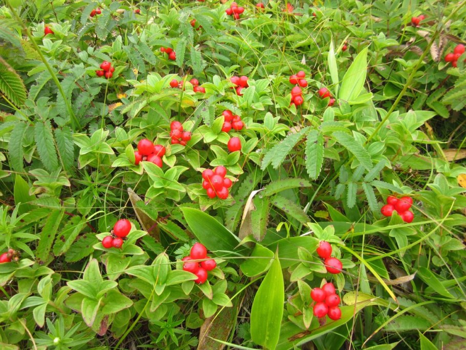 Ипритка на Шикотане