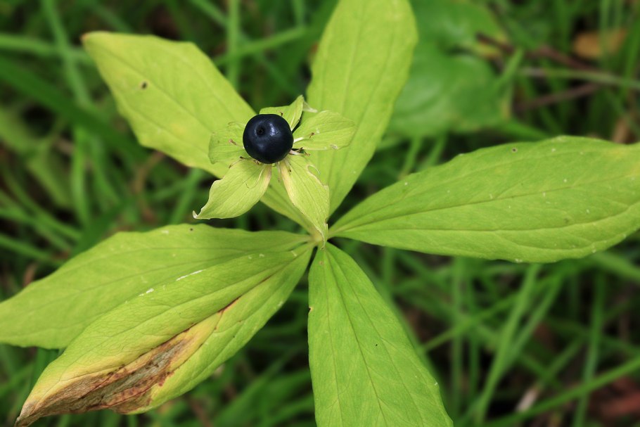 Остров Итуруп цветы