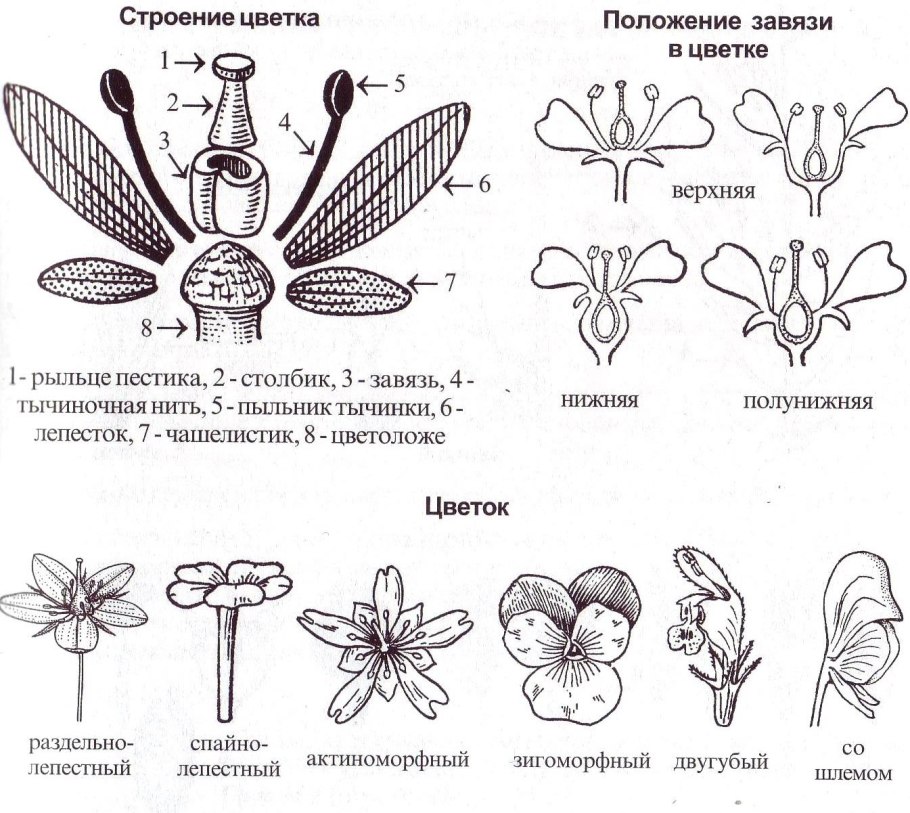 Сочные многосемянные плоды яблоко