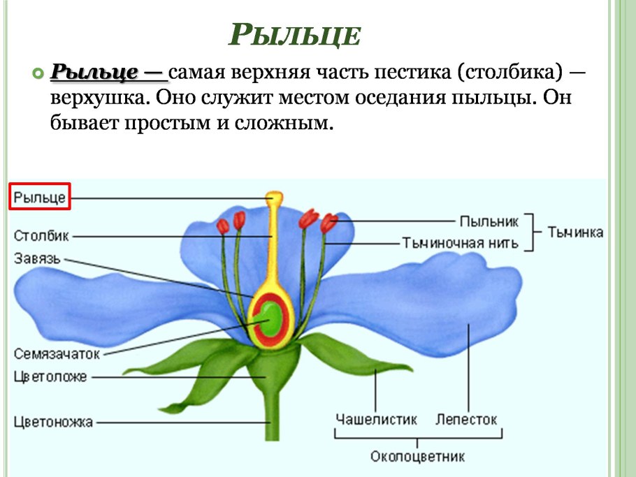 Строение цветка околоцветник схема