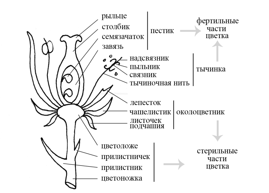 Пестик и тычинка схема