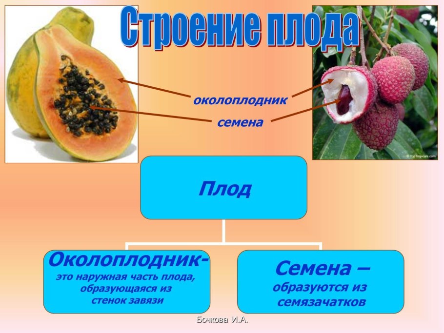 Процесс двойного оплодотворения у цветковых растений