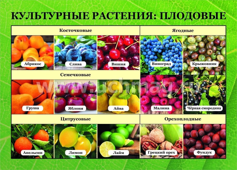 Жимолость опылители таблица сорта
