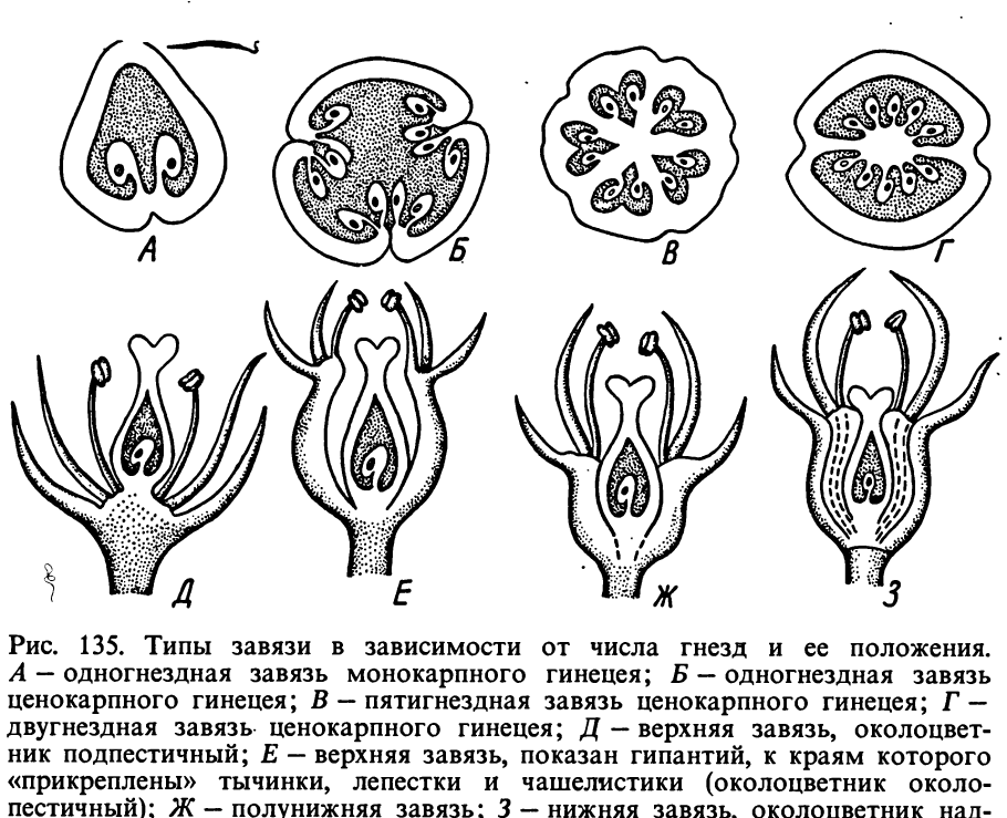 Завязь пестика схема