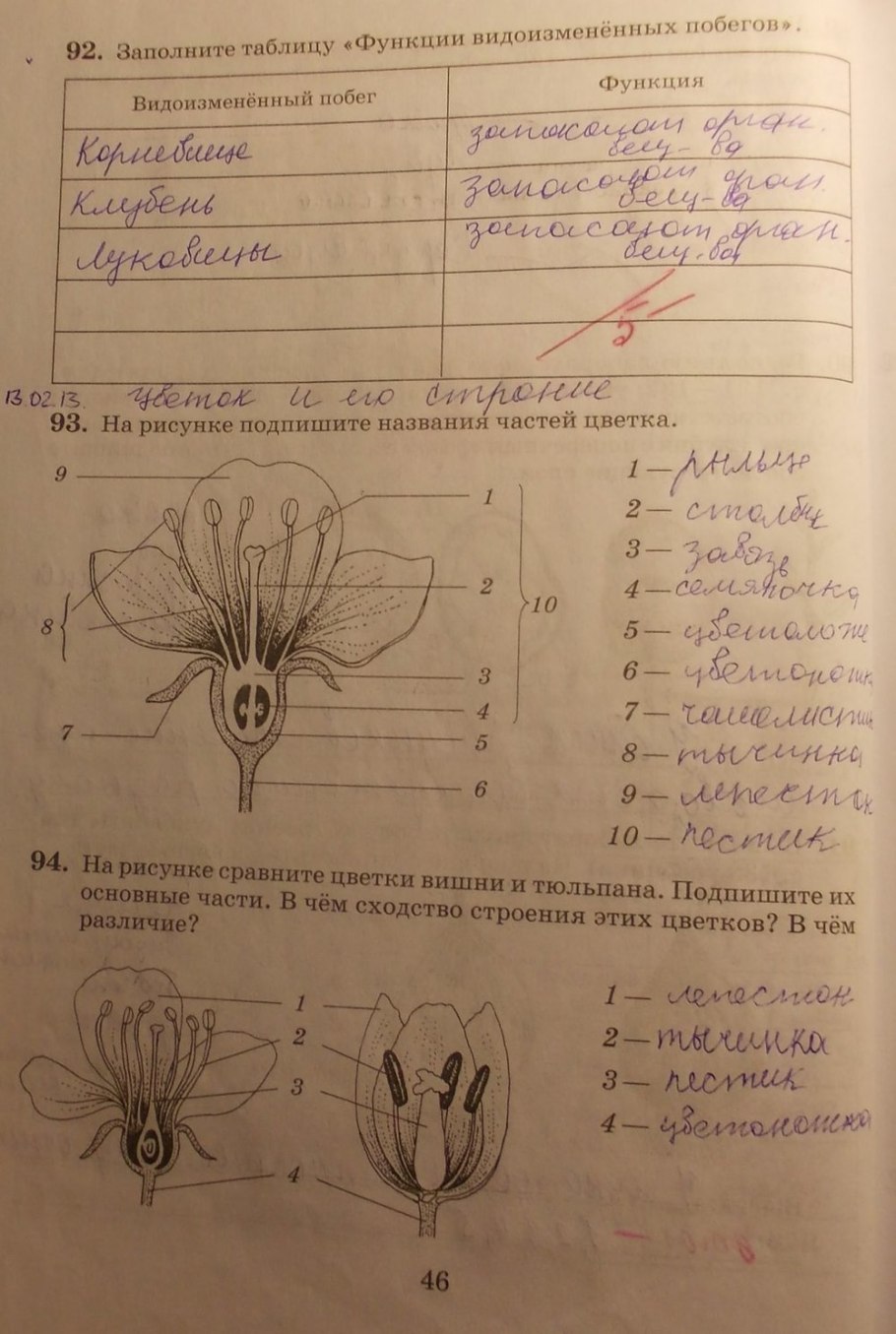Плоды сухие и сочные таблица