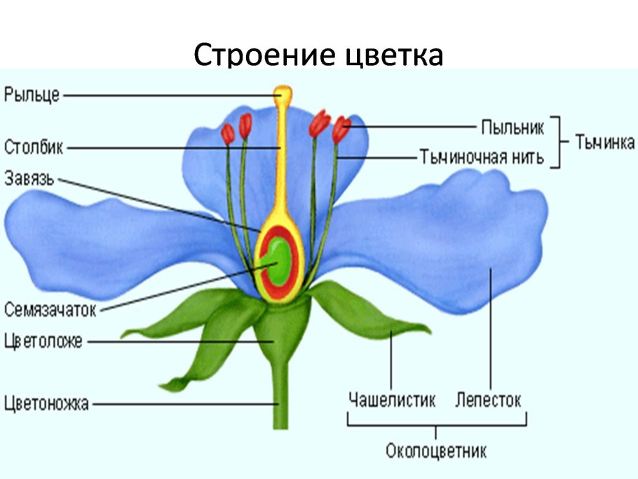 Типы завязи пестика