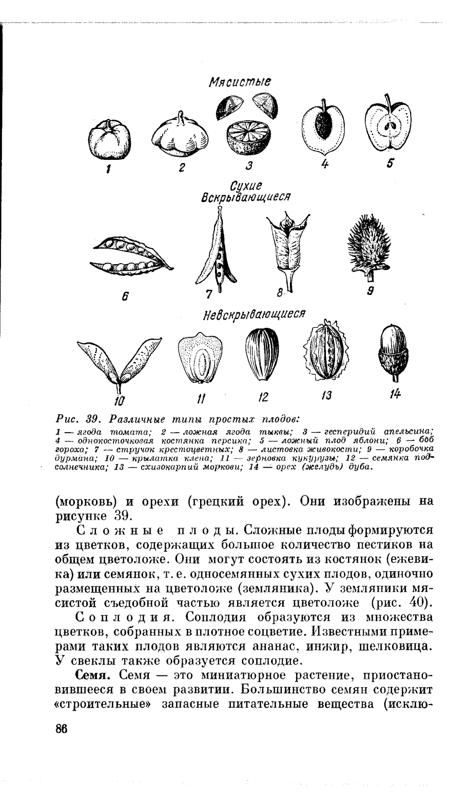 Плоды яблока стадии