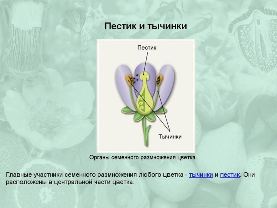 Яблоня завязь яблочка