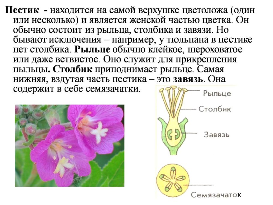 Строение цветка яблони биология 6 класс схема