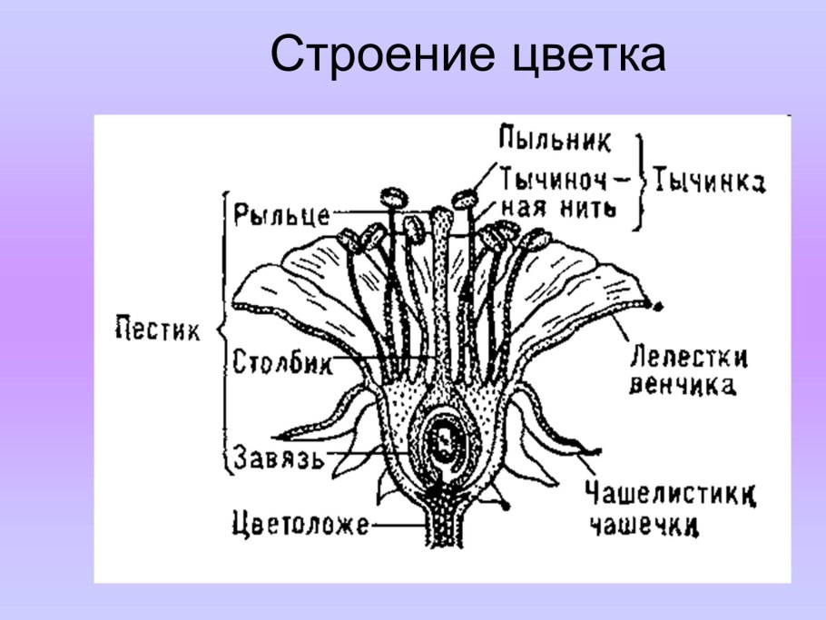 Схема высадки перцев и баклажан в открытый грунт