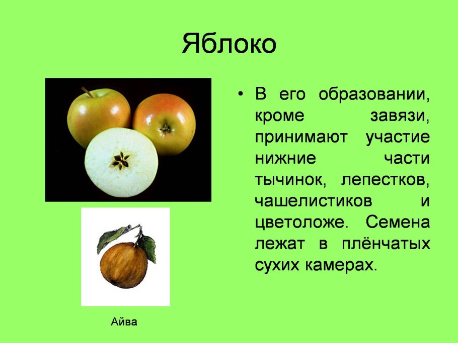 Строение цветка яблони схема