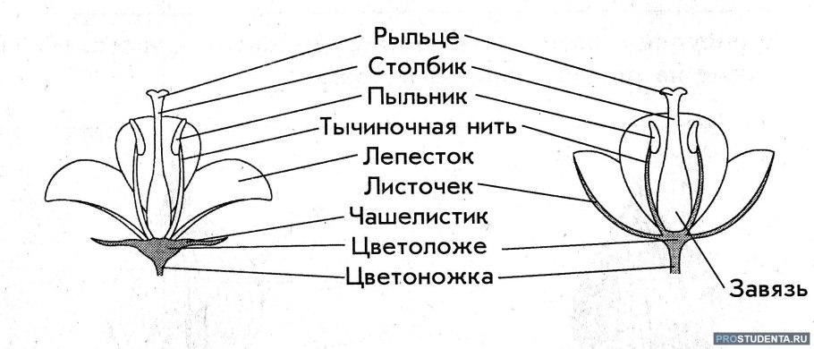 Строение цветка