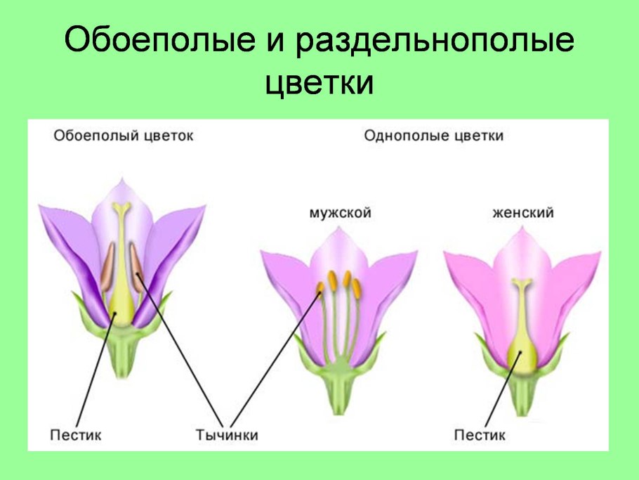 Размножение цветковых растений схема