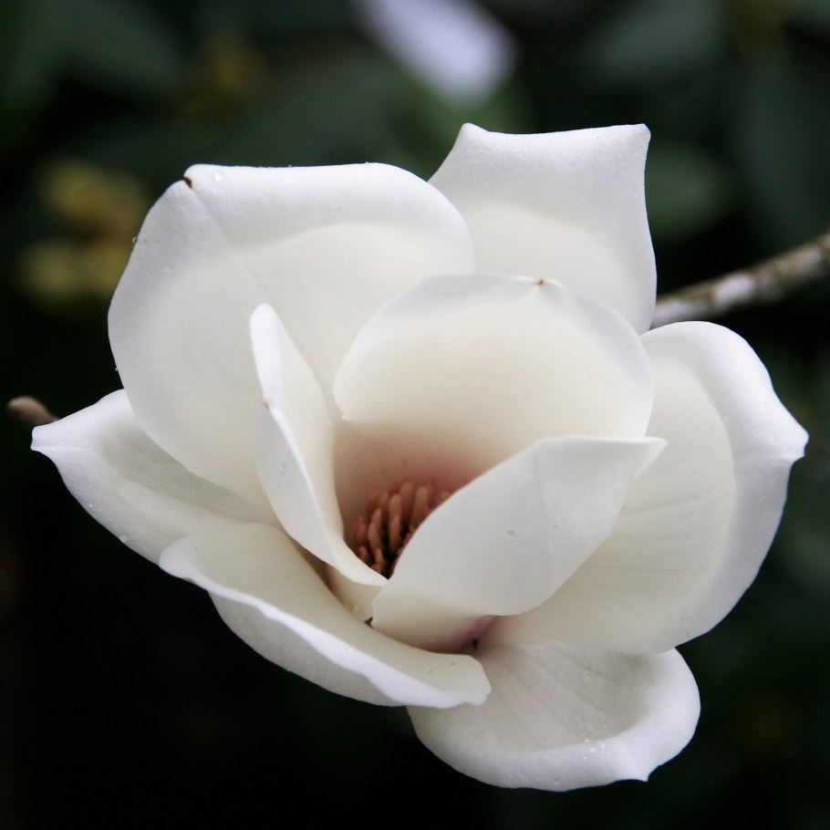 Yulan Magnolia Blossom