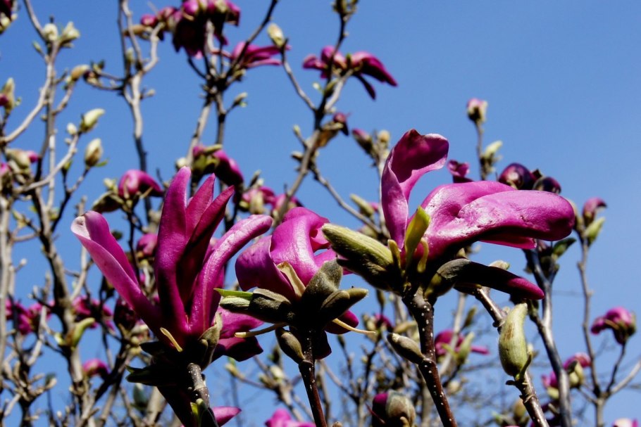 Магнолия белая