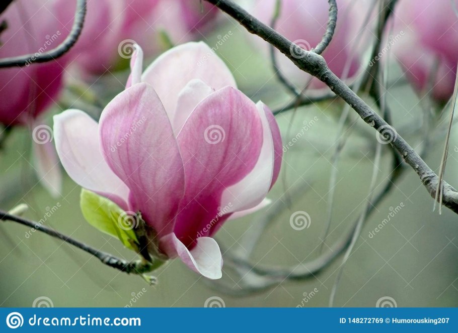 Магнолия Суланжа Люкс галакси