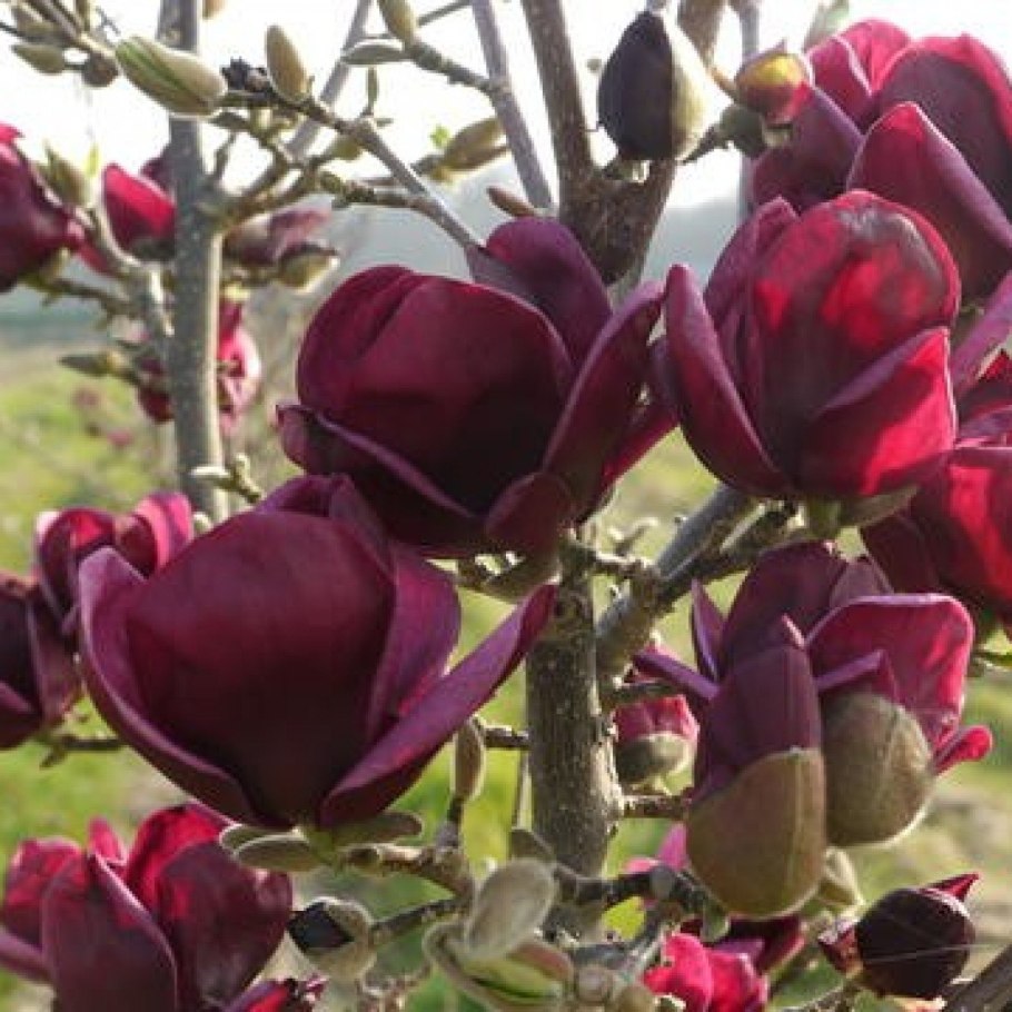 Магнолия блашинг Белл