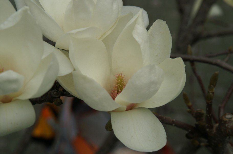 Лилейная Магнолия