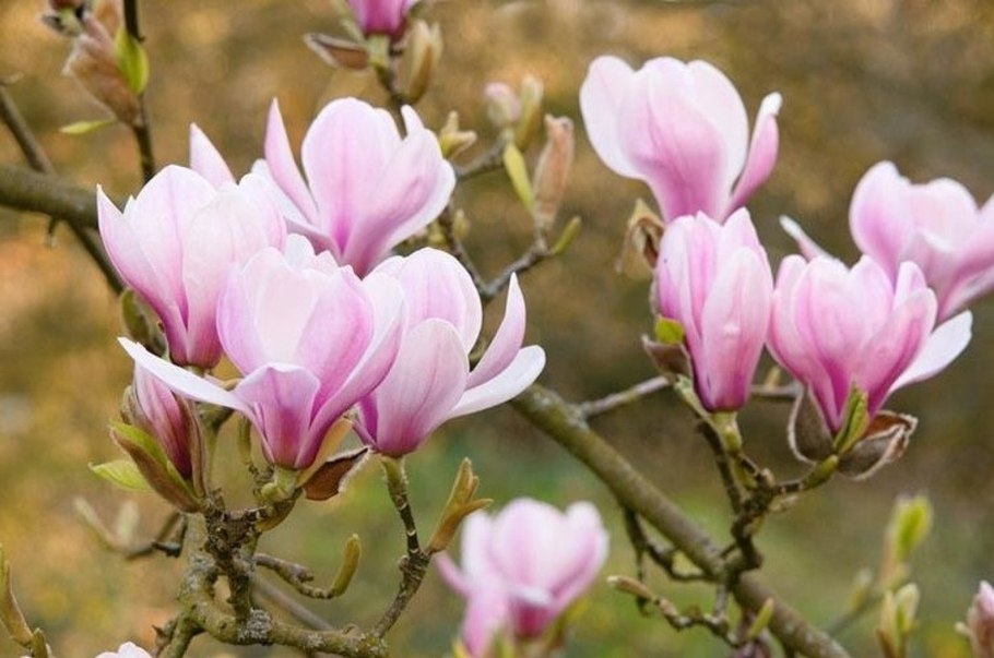 Магнолия Суланжа куст