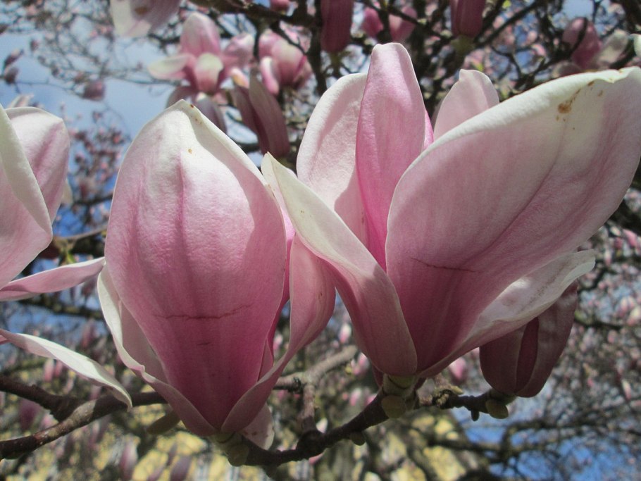 Лилейная Магнолия