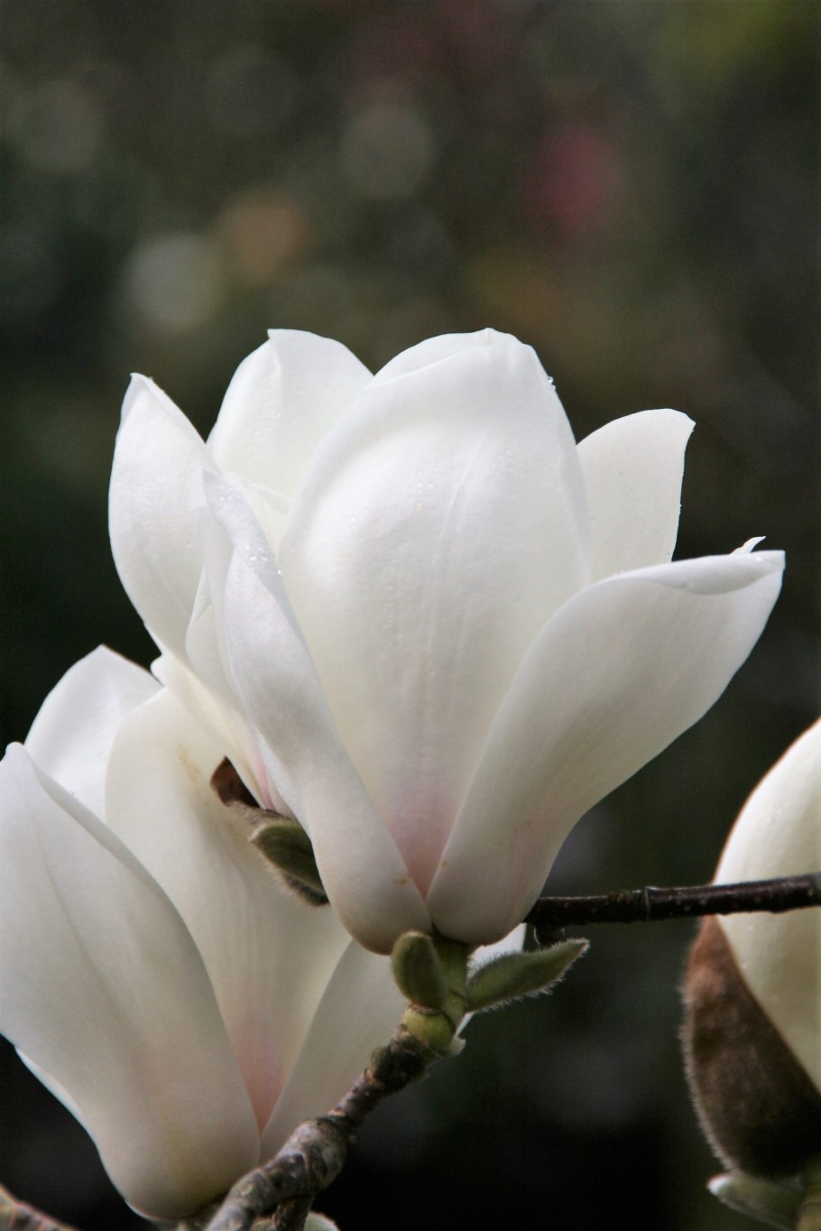 Magnolia denudata (Магнолия)