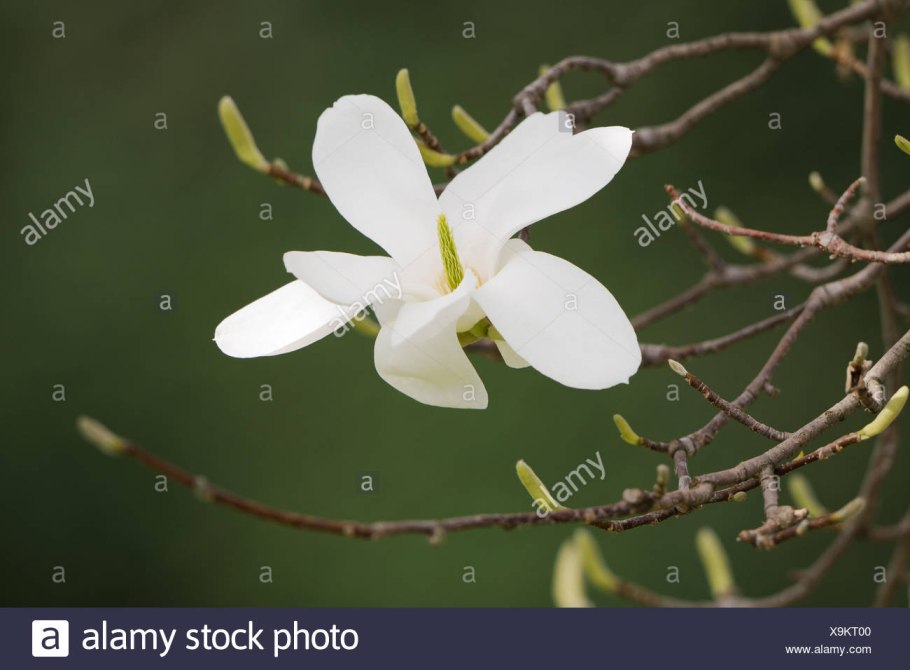 Магнолия дерево белые цветы