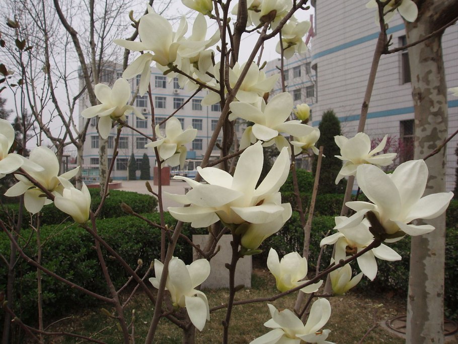 Магнолия Роял Краун