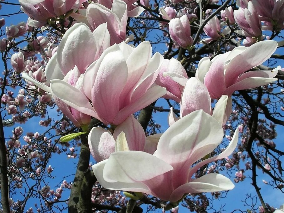 Магнолия Лилифлора цветок