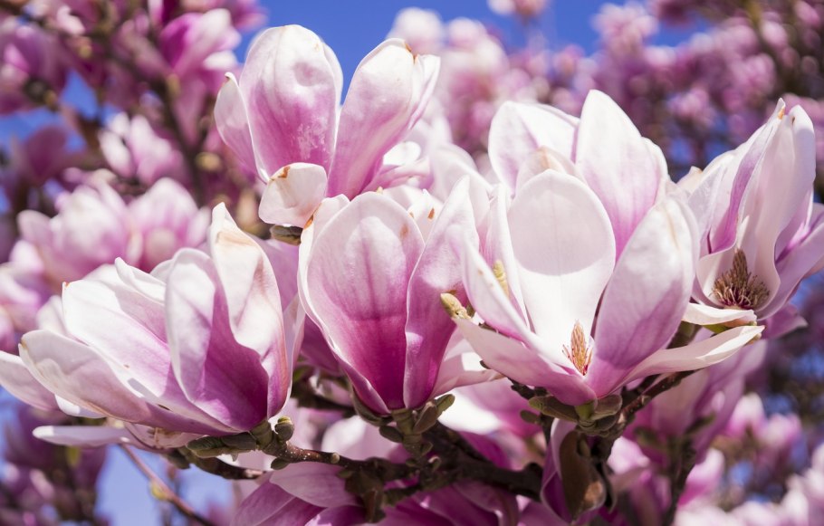 Magnolia denudata Yulan