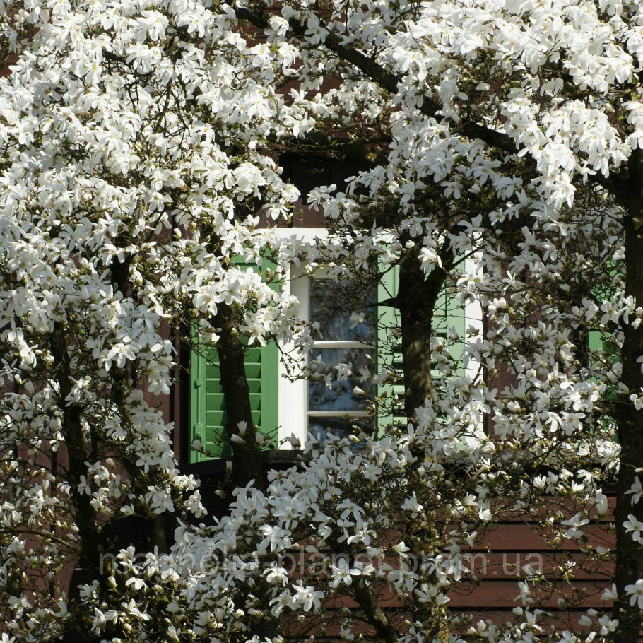 Магнолия Суланжа бутоны