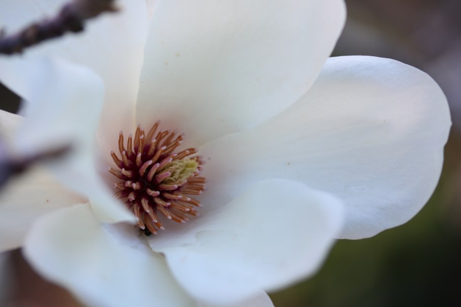 Магнолия тюльпан