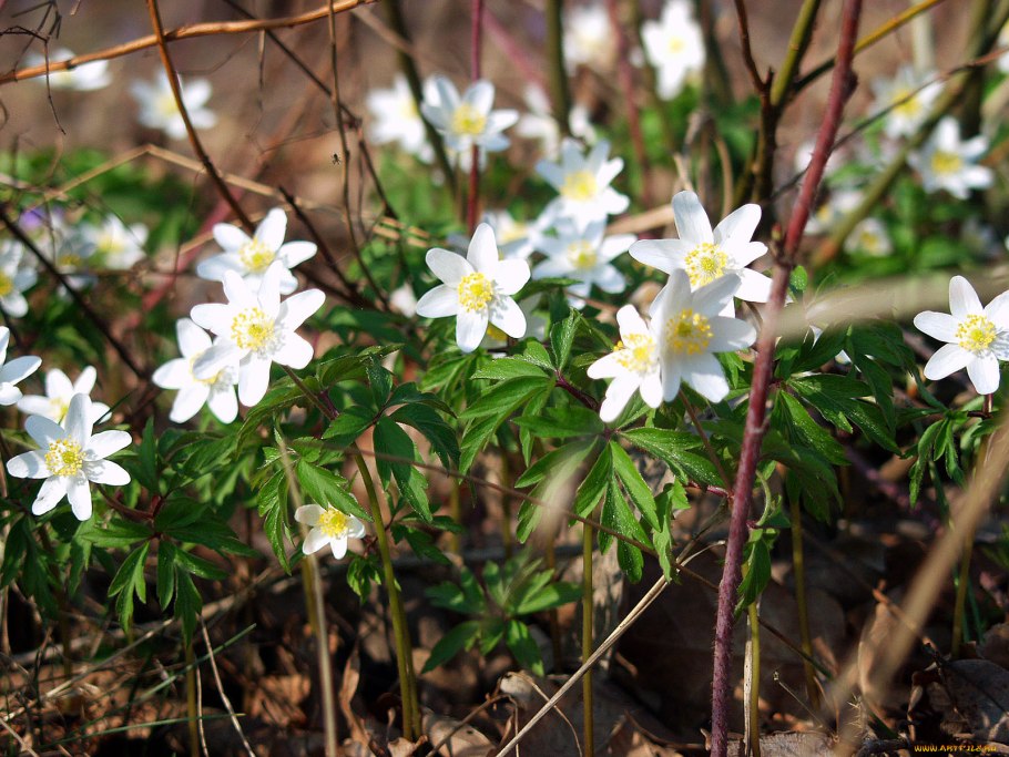 Анемона Весенняя ветреница