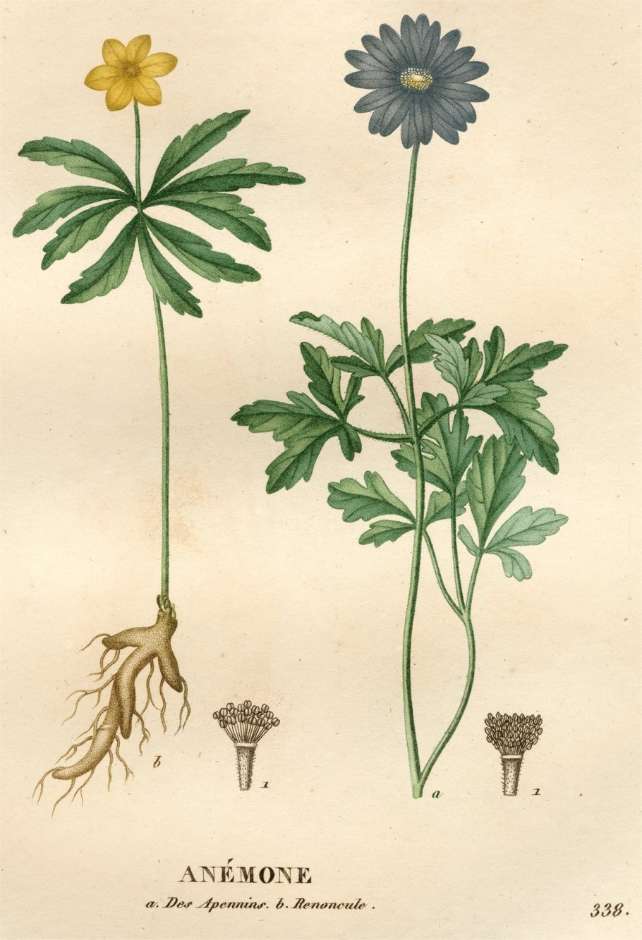 Анемона Дубравная Stars in the Night