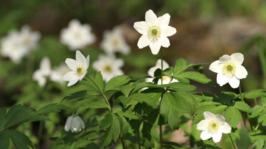 Анемона Левейе