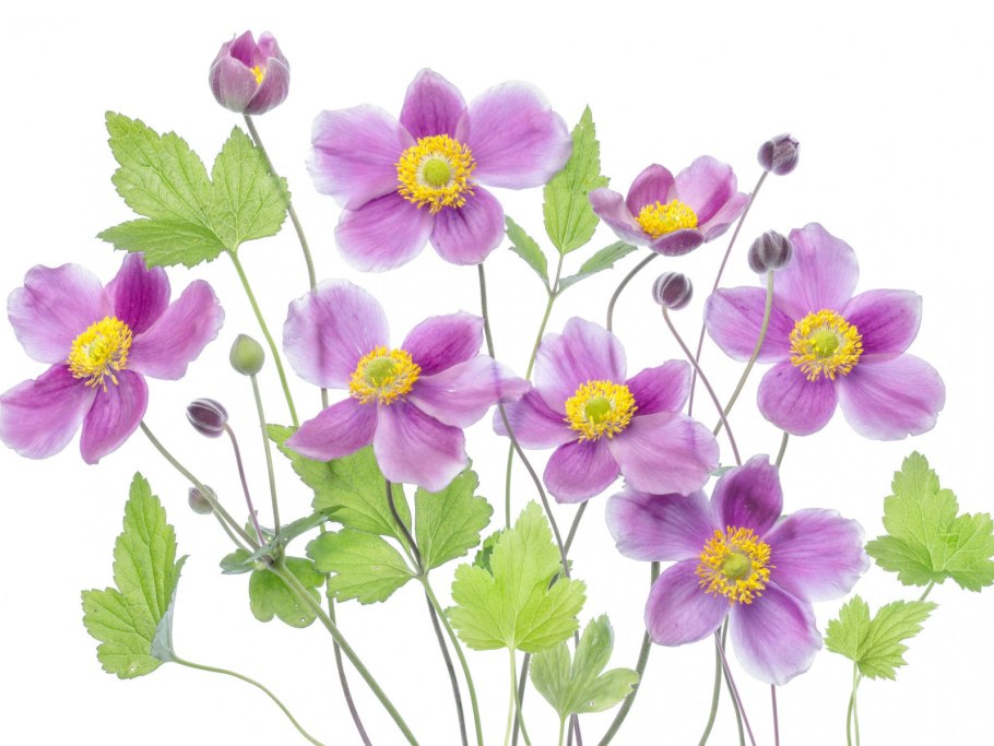 Anemone Sylvestris Ботаническая иллюстрация