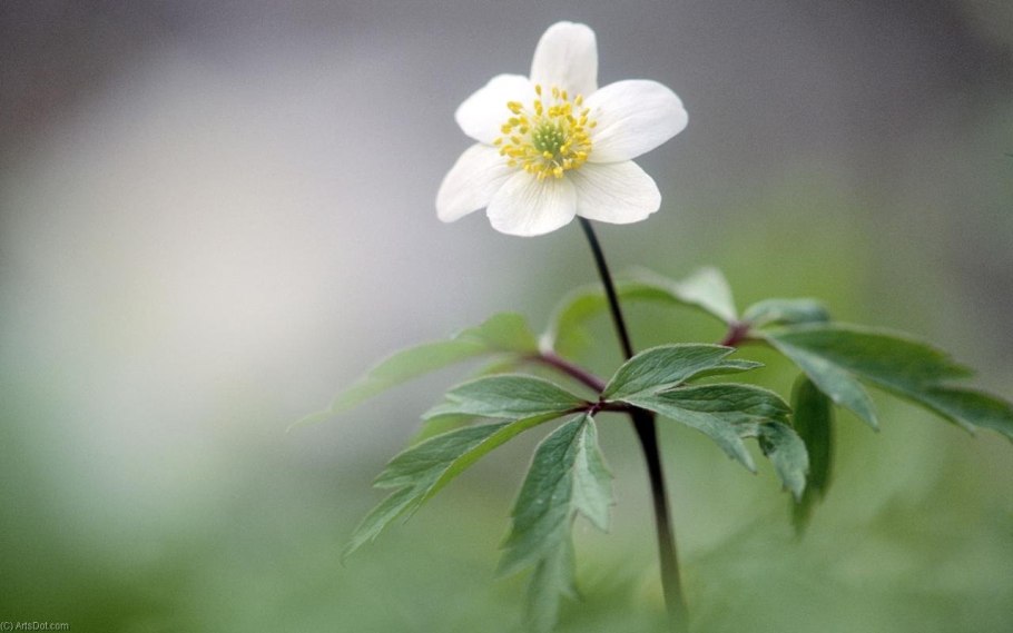 Анемона Дубравная Anemone Sylvestris