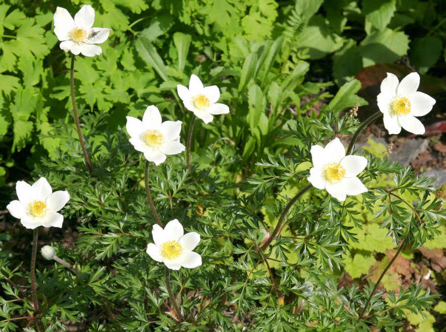Ветреница Лесная (Anemone Sylvestris)