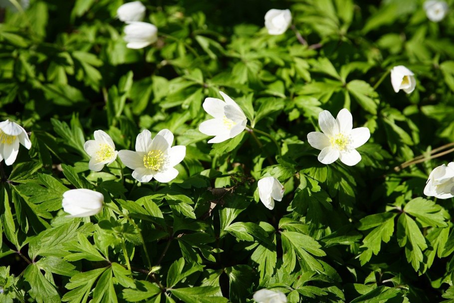 Е́треница лес-ная (Anemone Sylvestris)